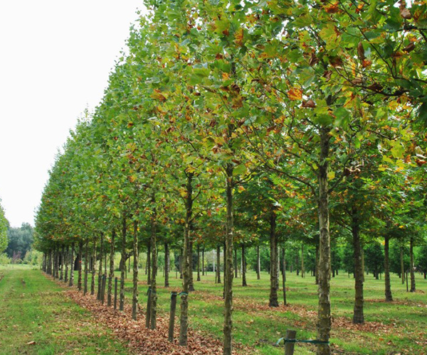 Platanus hispanica Woodside Column rijtje
