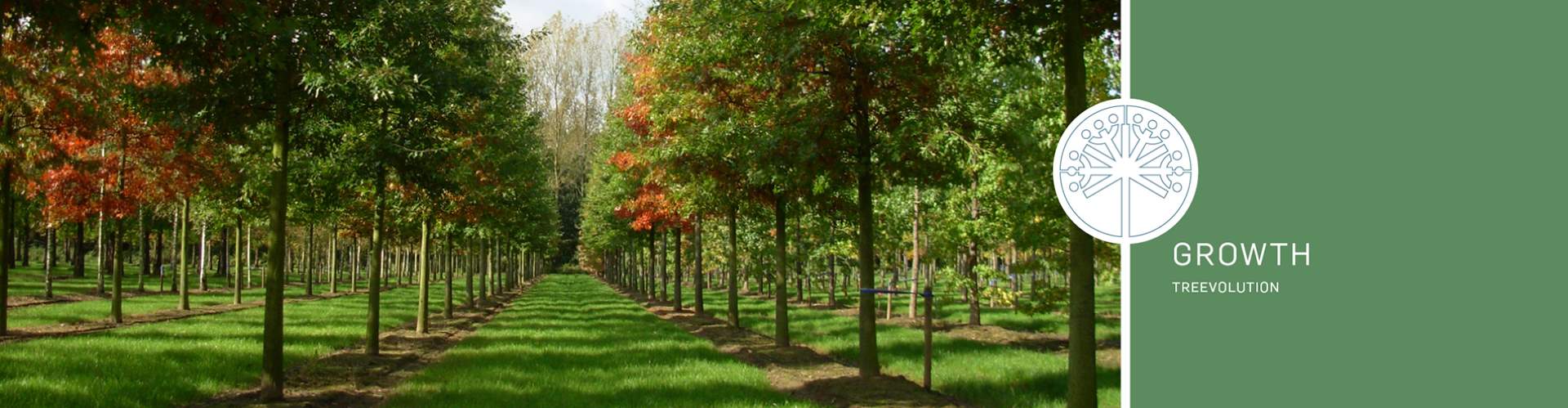 Header - treevolution - Quercus header