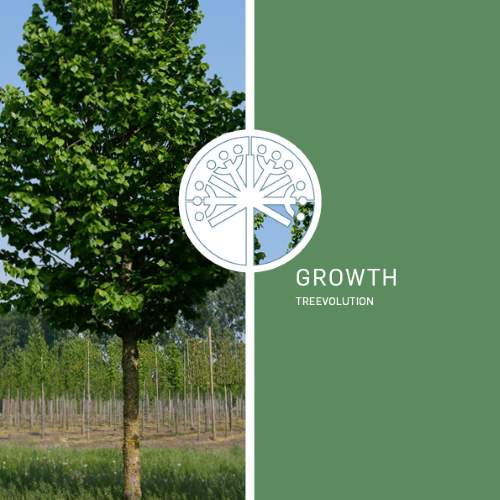 Treevolution - growth
