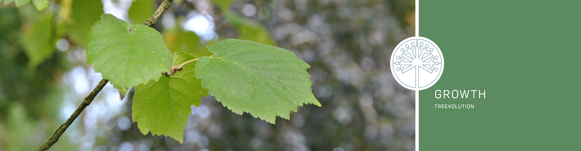 Header - treevolution - corylus colurna