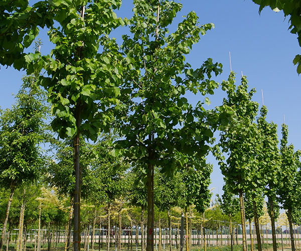 Corylus hoogstamboom