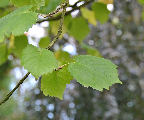 Corylus bladdetail