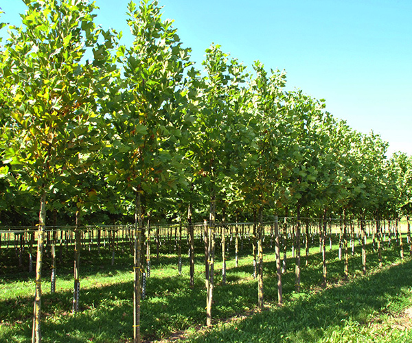 Corylus hoogstamboom