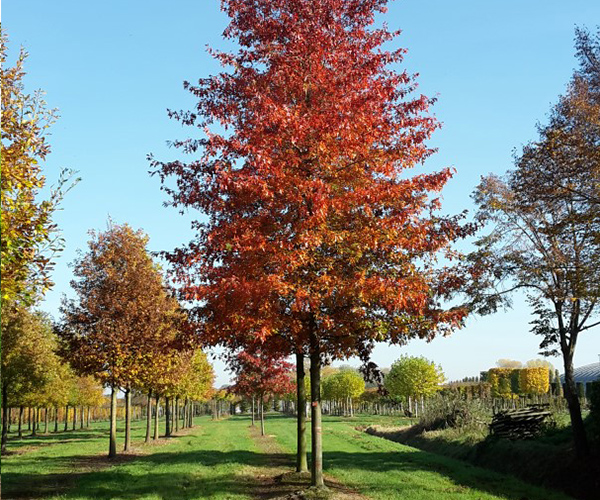Treevolution quercus hoogstam herfstkleur