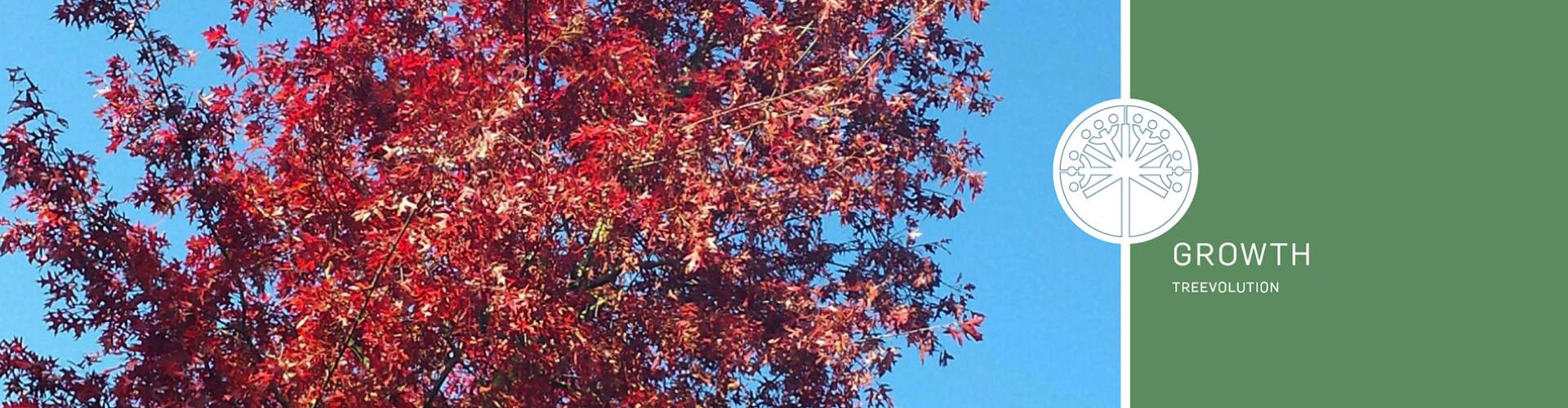 Header - treevolution - Quercus header