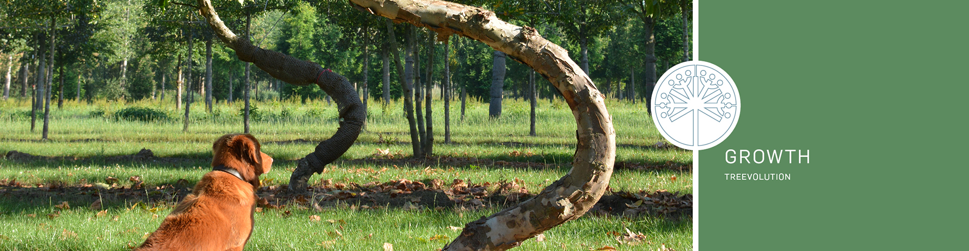 Header - treevolution - the swing