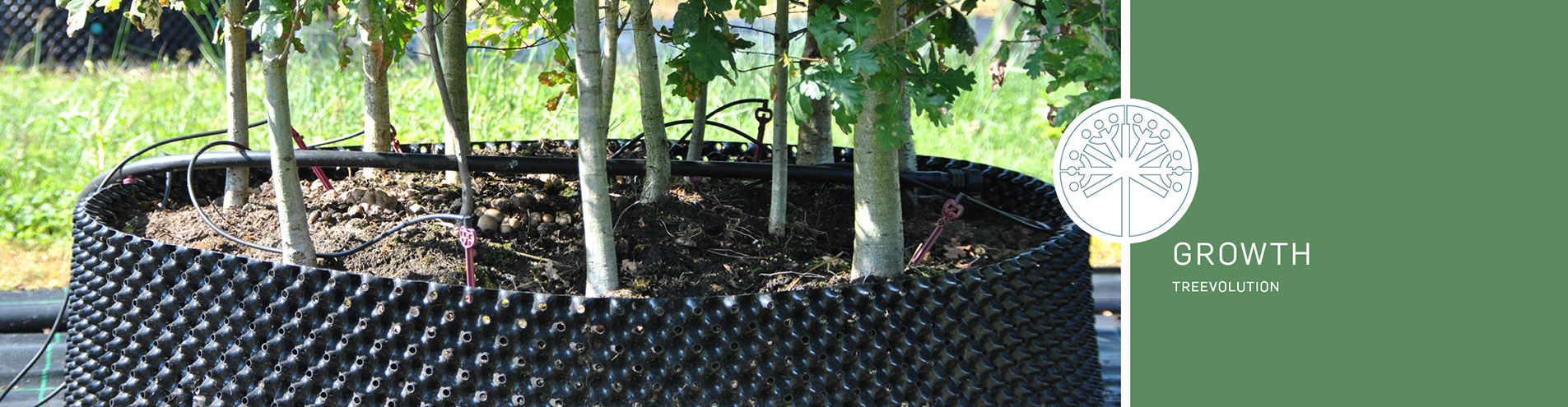 Header - treevolution - corylus colurna