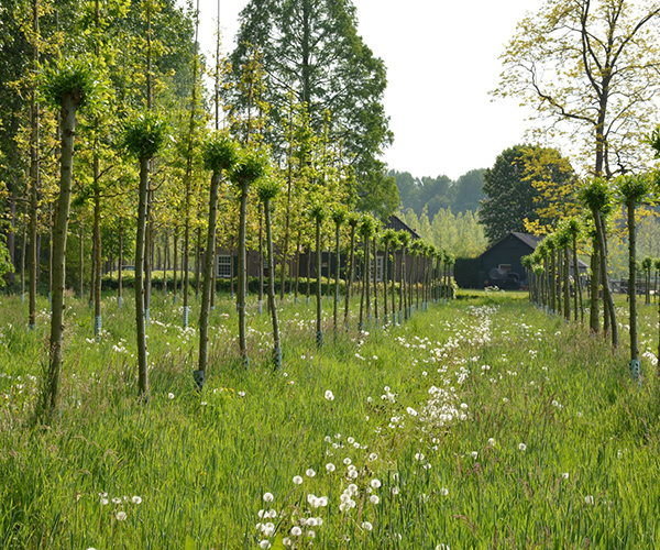 Biologische bomen met knotvorm