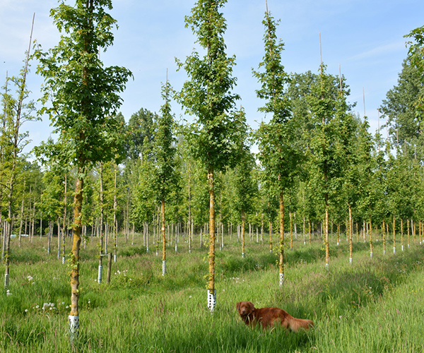 Biologische bomen hoogstam