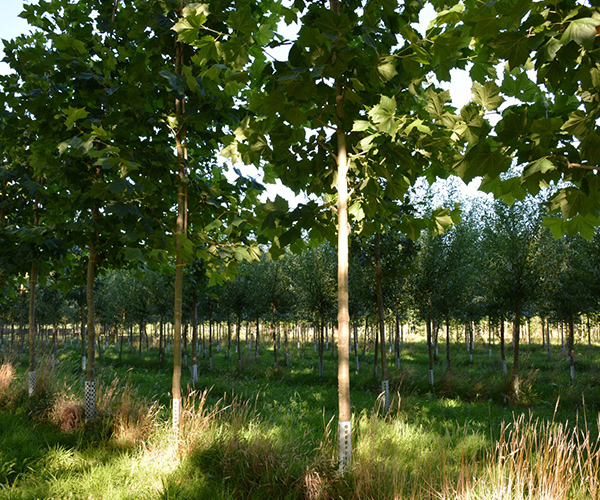 Biologische bomen hoogstam
