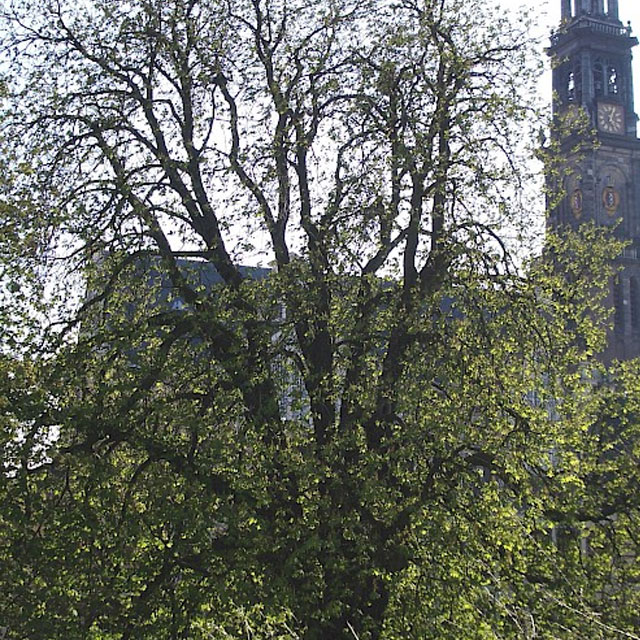 Bomen met geschiedenis