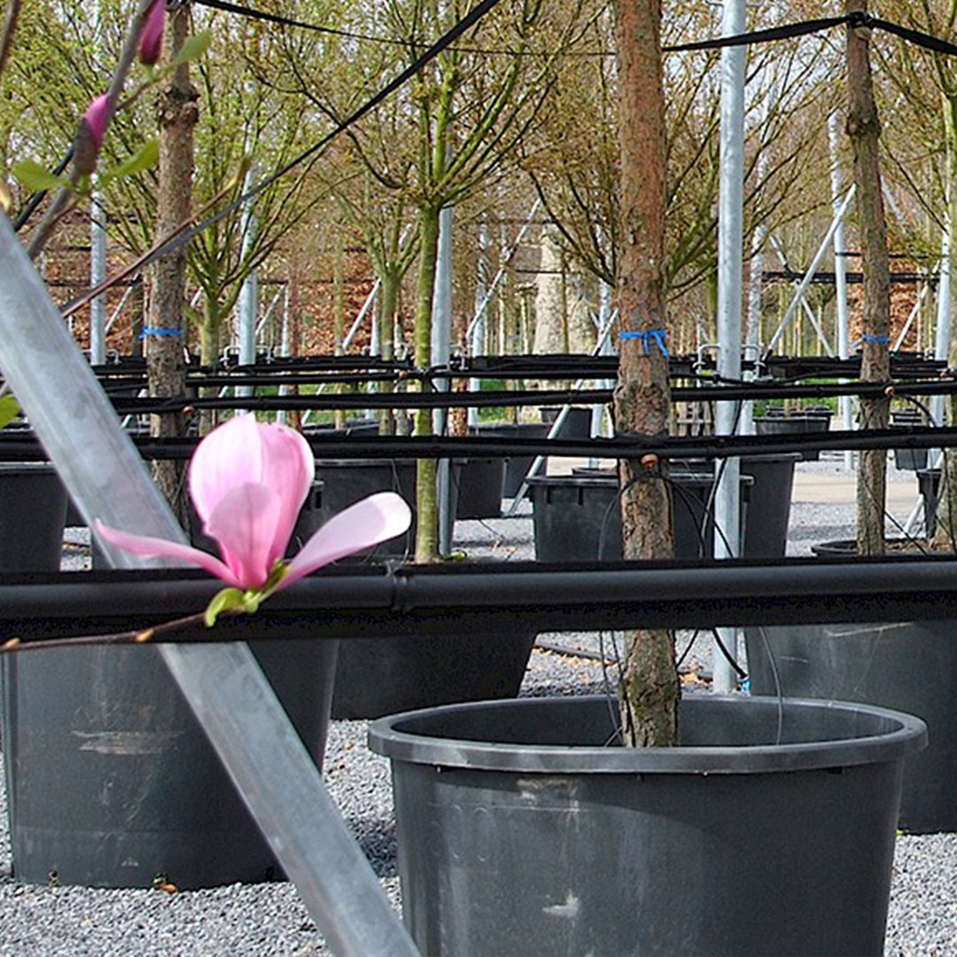 Overzicht containerveld bomen