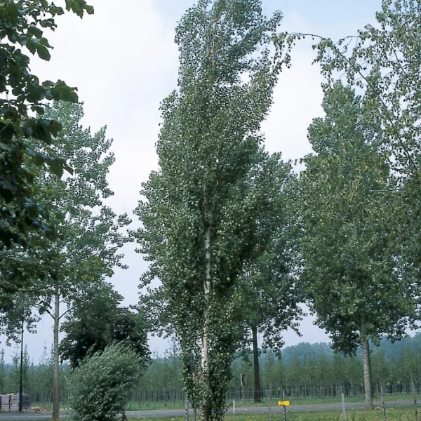 Betula pendula 'Obelisk'