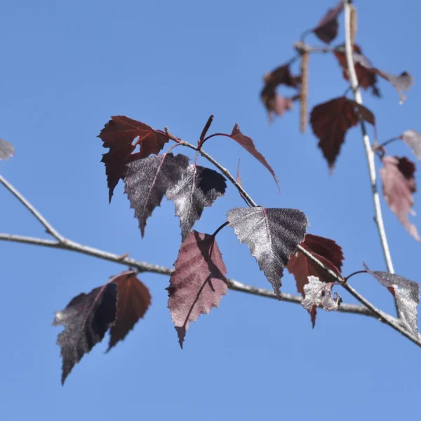 Betula pendula 'Purpurea'