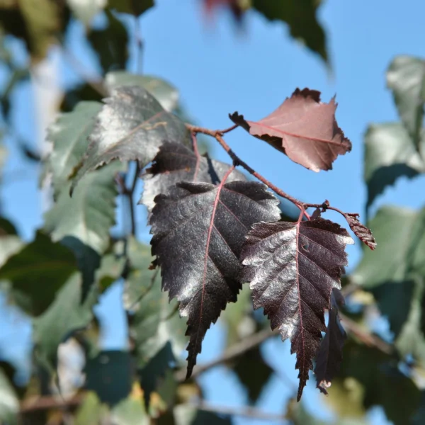 Betula ROYAL FROST ('Penci-2')