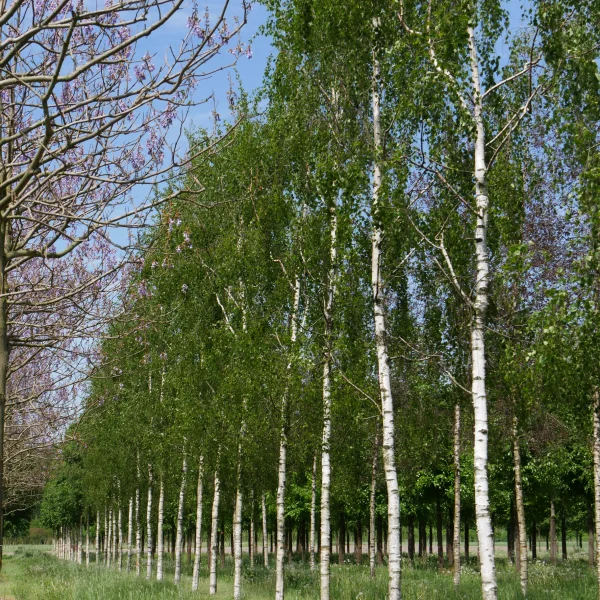 Betula pendula 'Tristis' – Treurberk