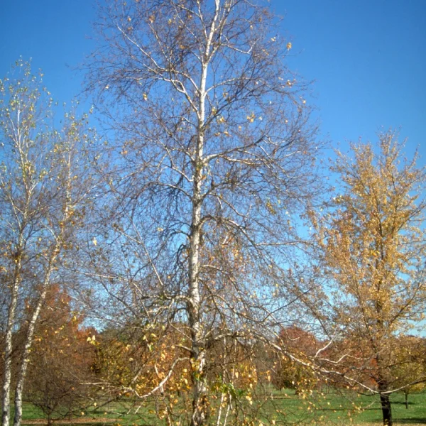 Betula populifolia 'Whitespire'