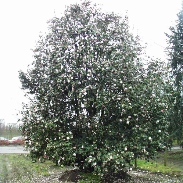 Camellia japonica – Camelia