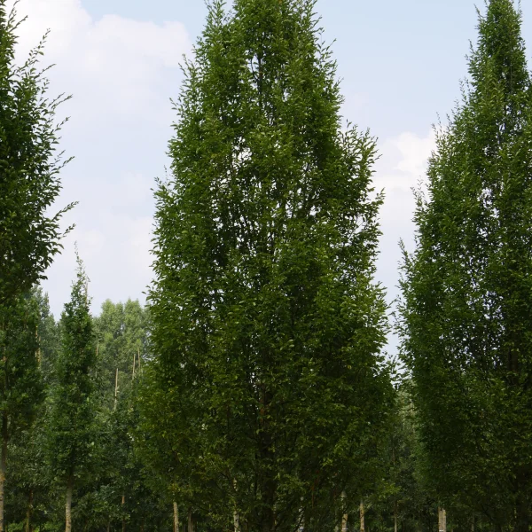 Carpinus betulus 'Fastigiata'