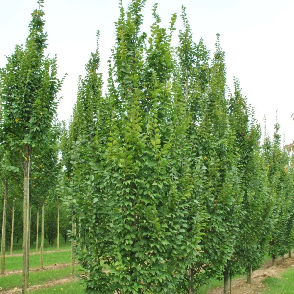 Carpinus betulus 'Lucas'