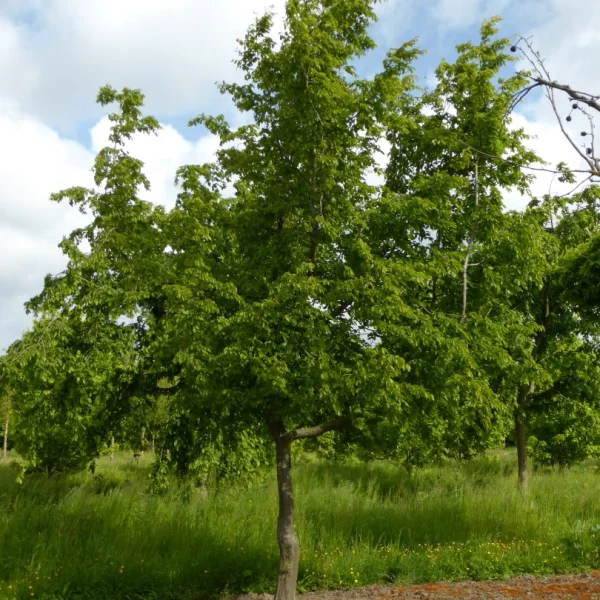 Carpinus cordata – Hartbladige haagbeuk
