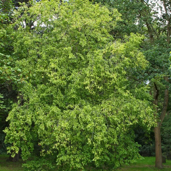Carpinus coreana