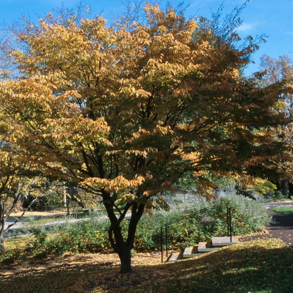 Carpinus laxiflora