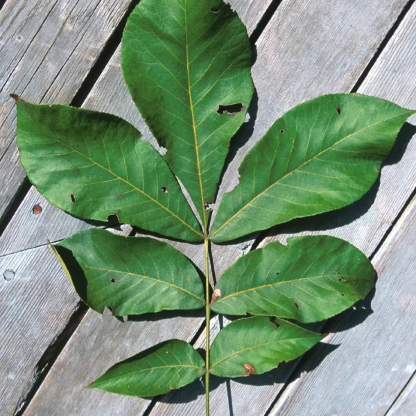 Carya glabra  – Gladbladige bitternoot