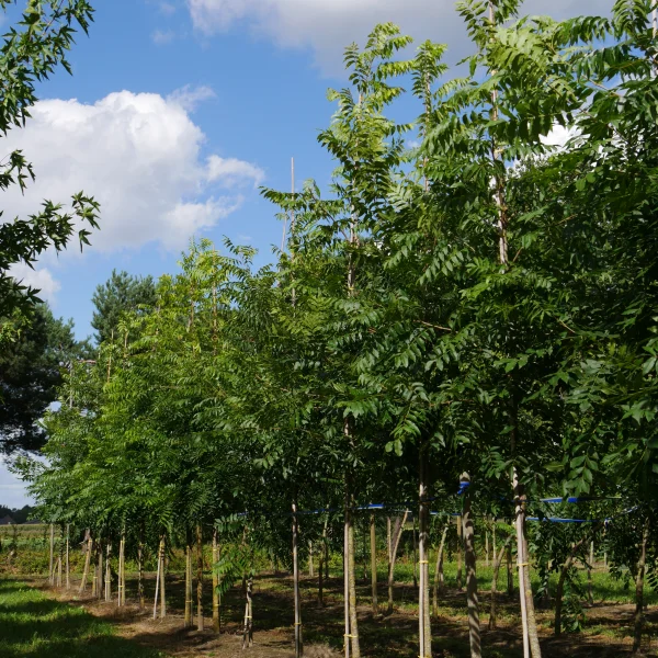Carya illinoinensis – Pekannoot