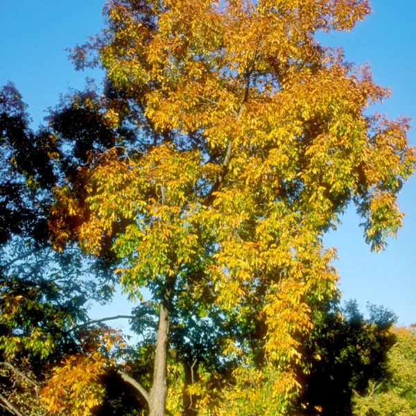 Carya laciniosa – Koningsnoot