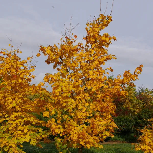 Acer cappadocicum – Kolchische esdoorn