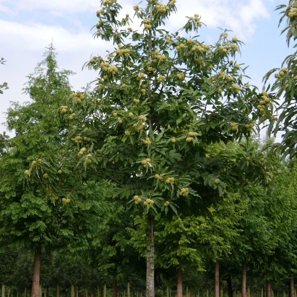 Castanea sativa – Tamme kastanje