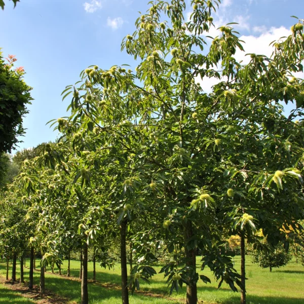 Castanea sativa 'Lyon'