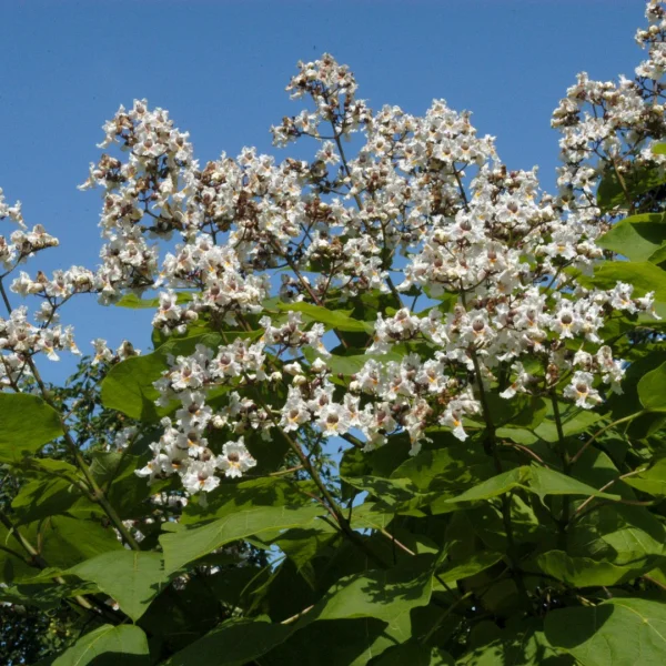 Catalpa ×erubescens