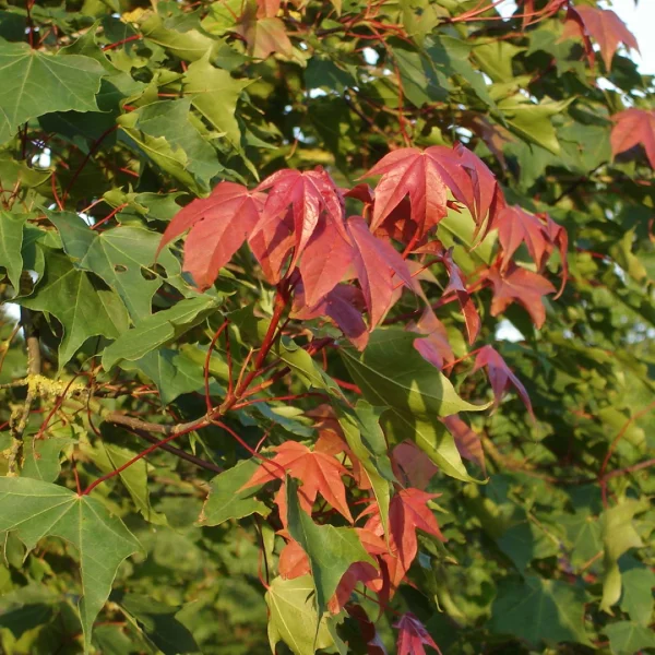 Acer cappadocicum var. tricaudatum