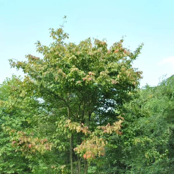 Acer henryi