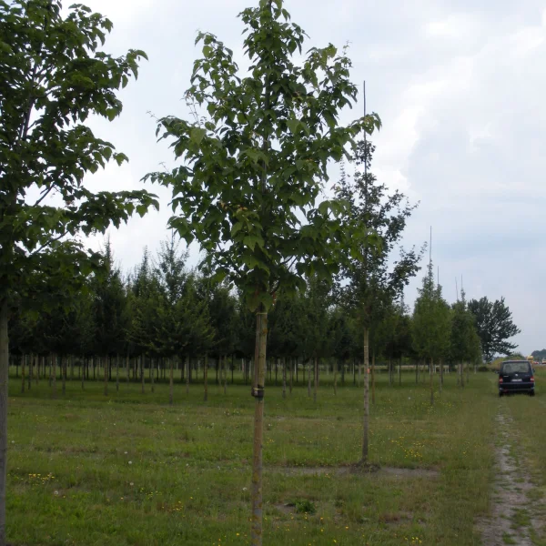 Acer davidii – Chinese esdoorn, Davids esdoorn