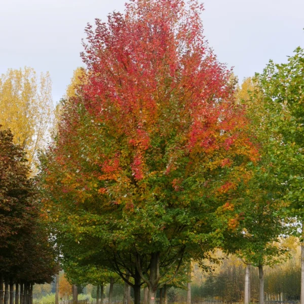 Acer ×freemanii 'Armstrong'