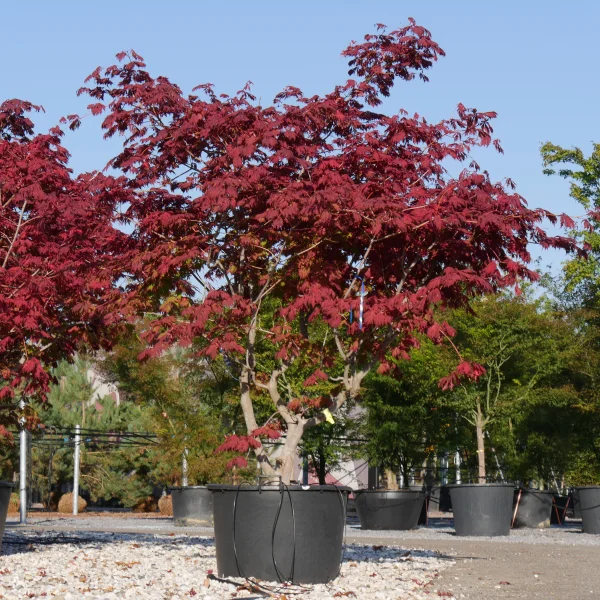 Acer japonicum 'Aconitifolium'