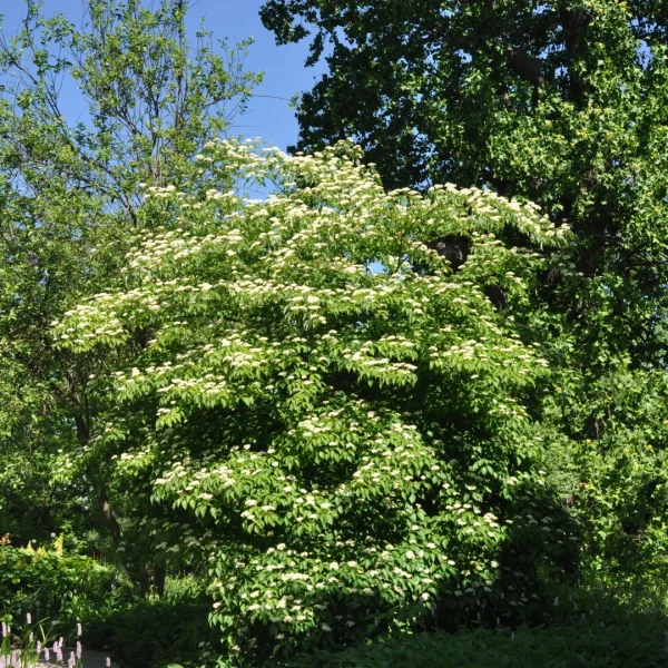 Cornus alternifolia