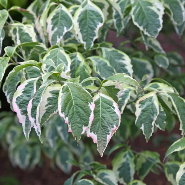 Cornus florida CHEROKEE DAYBREAK ('Daybreak')
