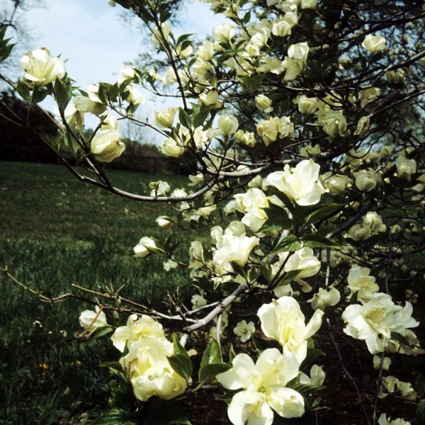 Cornus florida 'Pluribracteata'