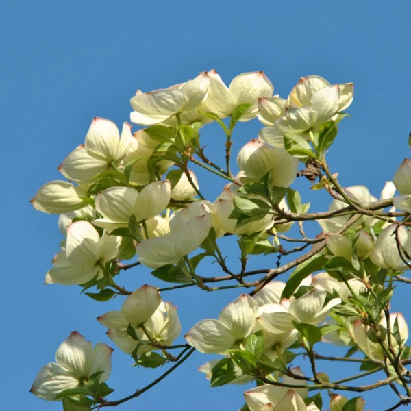 Cornus 'Eddie's White Wonder'