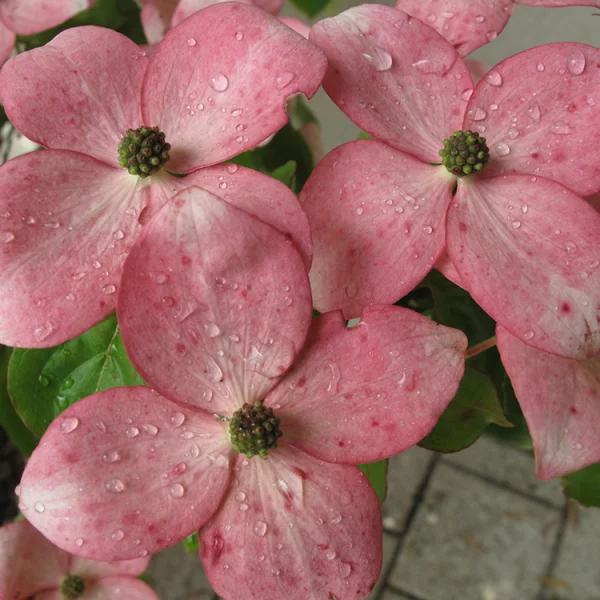 Cornus STELLAR PINK ('Rutgan')