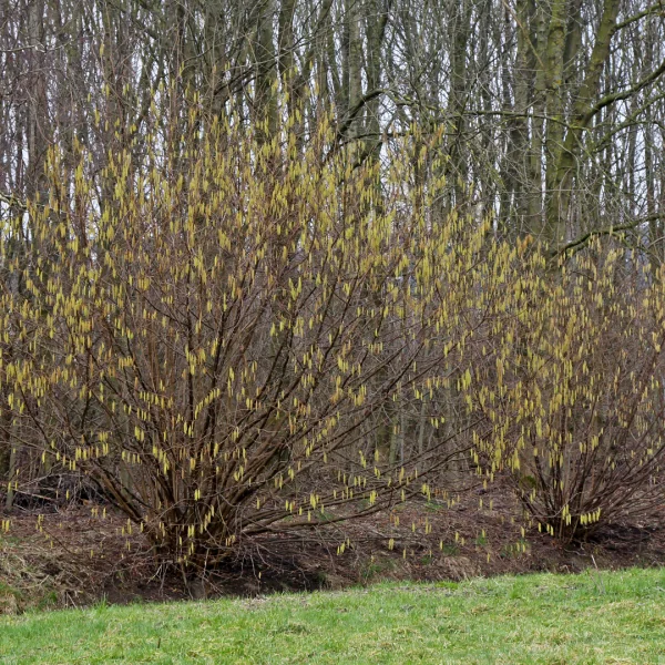 Corylus avellana – Gewone hazelaar