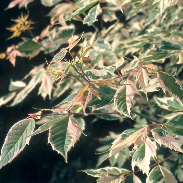 Acer negundo 'Flamingo'