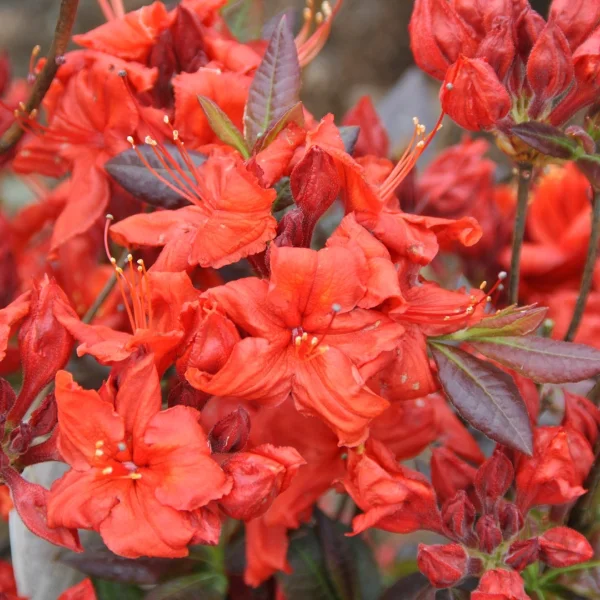 Rhododendron (AK) 'Fireball'