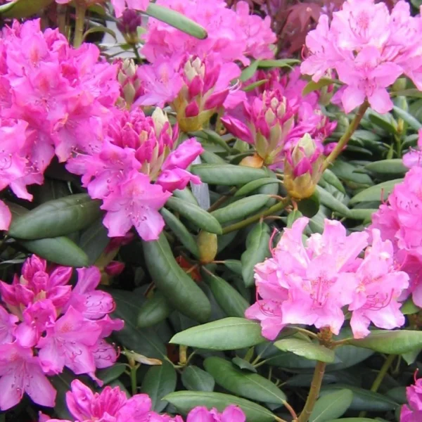 Rhododendron 'English Roseum'