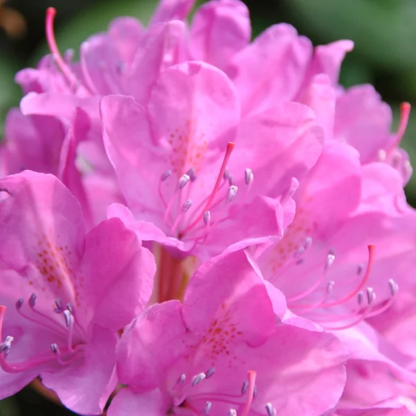 Rhododendron 'Roseum Elegans'