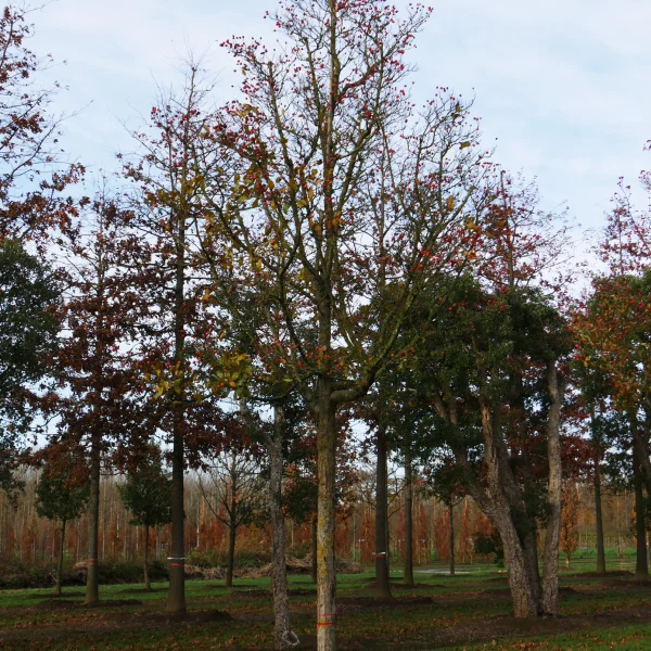 Crataegus ×lavalleei